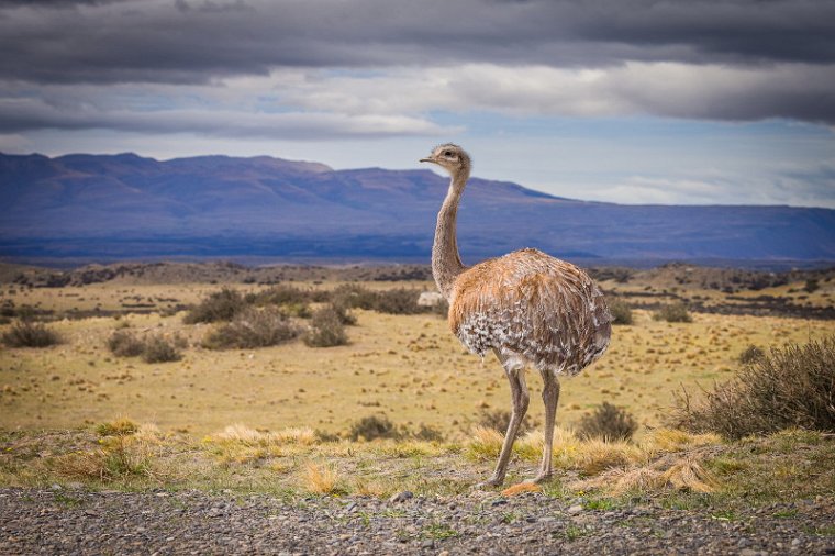 114 Torres Del Paine, nandoe.jpg